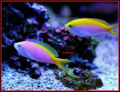 Fish Spotlight: Anthias