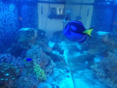 Dory New guy.jpg