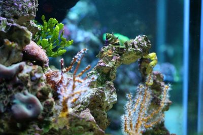 Keeping Seahorses in Aquaria #2 - Aquascaping and Providing Excellent Water Quality