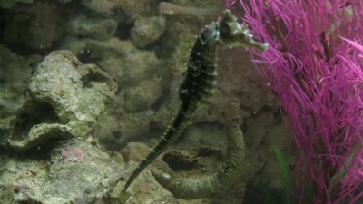 Fish Inhabitants with Large Seahorses