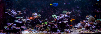 Your Guide to Aquarium Photography #2 - Preparing for a Photoshoot