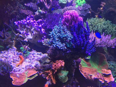 Stability and Consistency of a Reef Tank