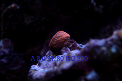 Your Guide to Aquarium Photography #3 - Settings for Fish, Coral, and FTS Photos