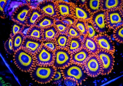 Fruit Loop Zoa Colony.jpg