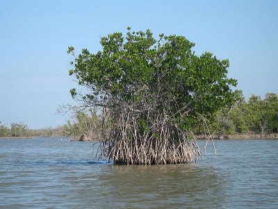 800px-Red_mangrove-everglades_natl_park.jpg