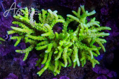 CB "The Thing" Anacropora.jpg