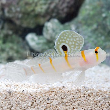 p-71471-orangestripe-goby.jpg