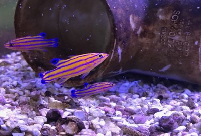 Captive Bred Candy Basslets are Ready for Your Tank!