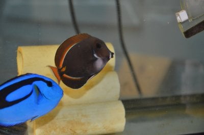 My Regal Tang and Chloroquine Phosphate....