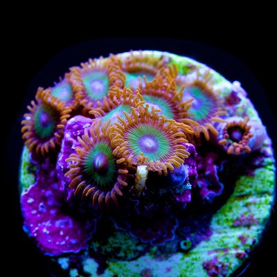 Fruitloops Zoa.jpg