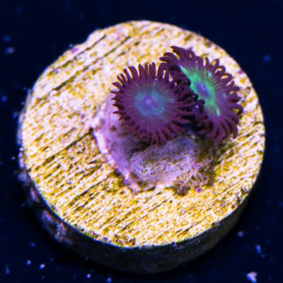 Mean Green Zoa.jpg