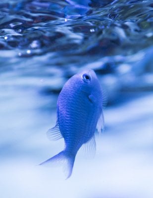 Chromis viridis.jpg