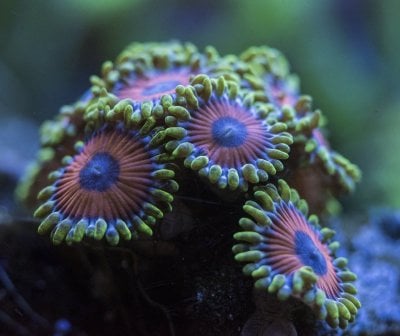 eagle eye zoas.jpg