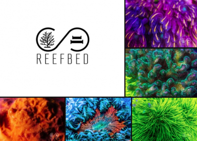 Reef Bed.png