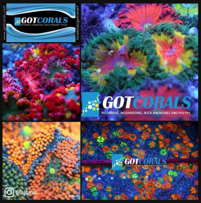 GotCorals.png