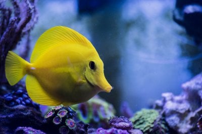 yellow tang in the zoa garden.jpg