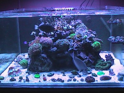 reef and tank pics 105.jpg