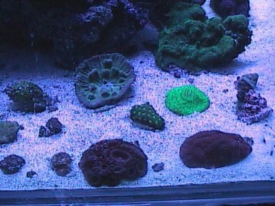 reef and tank pics 066.jpg