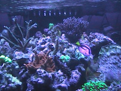 reef and tank pics 158.jpg