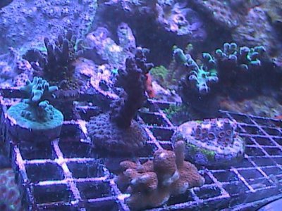 reef and tank pics 088.jpg