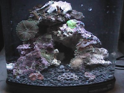 reef and tank pics 126.jpg