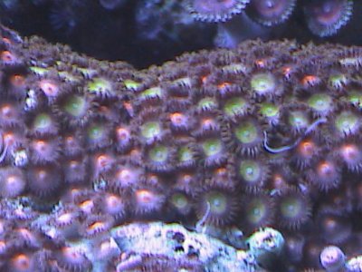 reef and tank pics 137.jpg