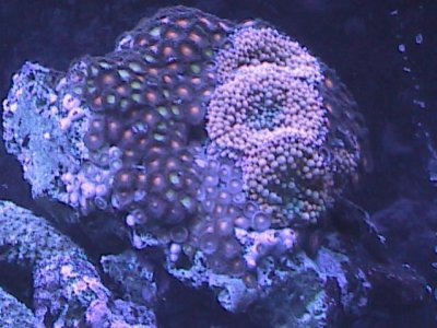 reef and tank pics 115.jpg