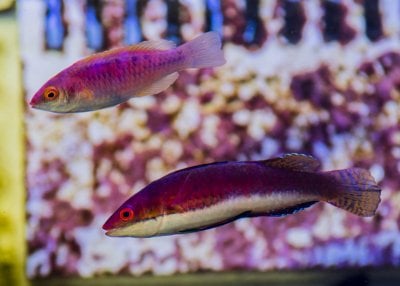 double wrasses.jpg