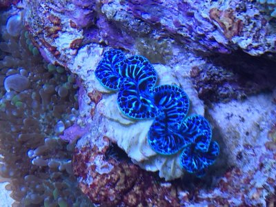 Smaller clam 12172017.JPG