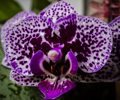 white and purple phal.jpg