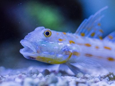 diamond sleeper goby.jpg