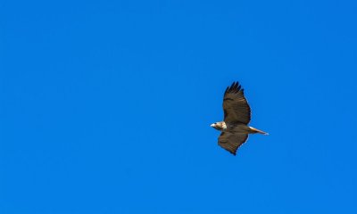 hawk in the big blue.jpg