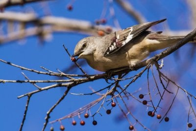 mockingbird with berry.jpg