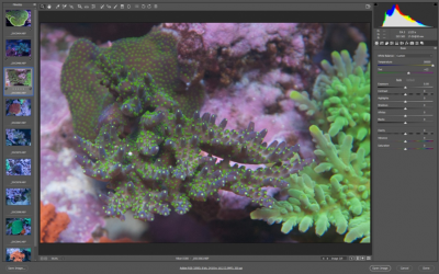 Your Guide to Aquarium Photography #7 - Post-processing