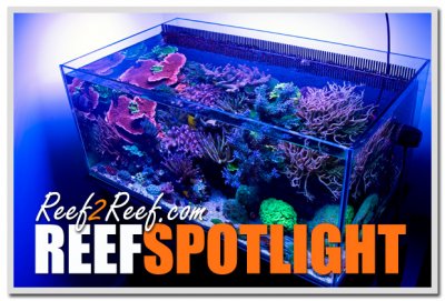 Reef Spotlight - April 2013 - "PmRg"