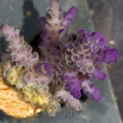 Acropora-tenuis-chimera-horniman01.jpg