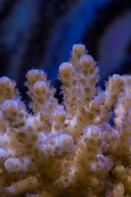 SPS corals Orphek LED00011.jpg