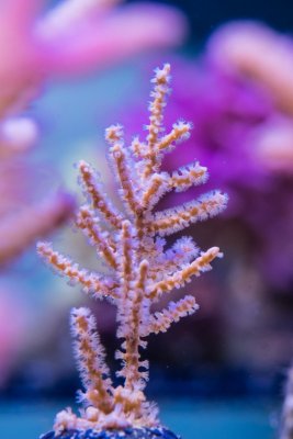 SPS corals Orphek LED00015.jpg
