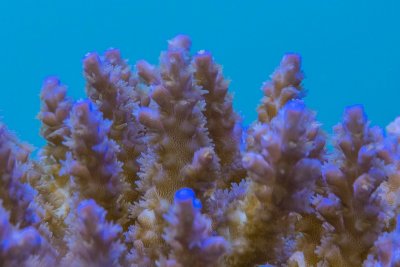 SPS corals Orphek LED00018.jpg