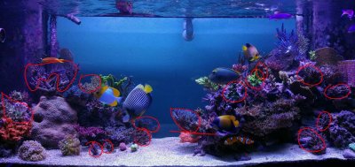 Mariculture vs Aquaculture Frags: How to Have Success with Maris!