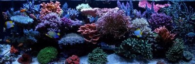 Reef Spotlight - December 2010 - "ReefBum"