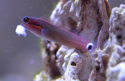 Blenny Mouthful.jpg