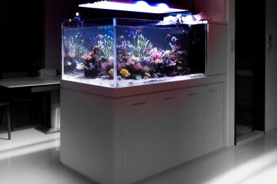 Smart Aquarium is Coming