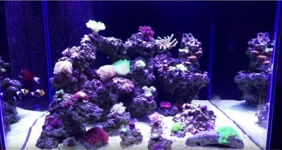 tank pic 1.JPG