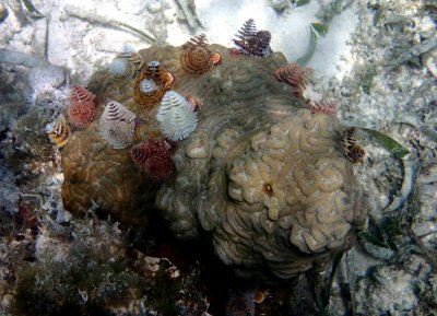 Christmas tree worms P7090370R1.jpg