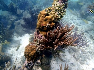 mix coral on piling P7090242R1.jpg