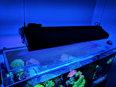 Equipment: Aquarium Tops Are a Necessity