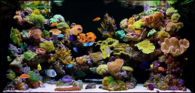 How to tell if your aquarium sucks ("What did you just say, Fellman?")