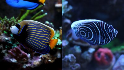 Emperor Angel Journey from Juvenile to Adult