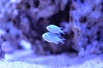 Blue Chromis.jpg